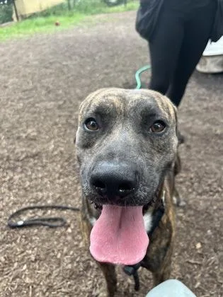 An adult large-sized male Mixed Breed dog named Gaman for adoption in Chamblee, GA