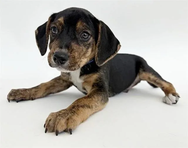 A baby small-sized male Terrier dog named Rick for adoption in Saint Louis, MO