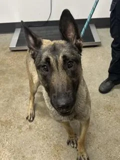A young large-sized female Brown / Chocolate Belgian Shepherd / Malinois dog named Fat Tire for adoption in Cleveland, OH