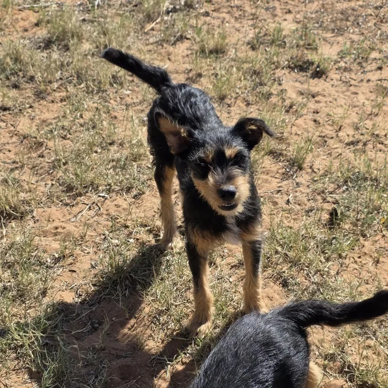 A young small-sized male Black Terrier dog named Zeus for adoption in Midland, TX