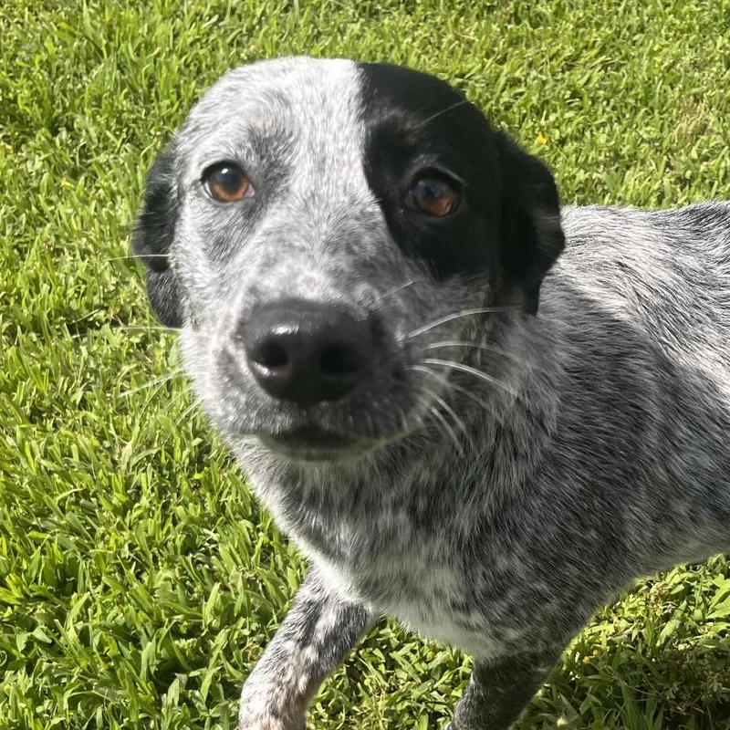 A young medium-sized female Brown / Chocolate Cattle Dog dog named Macy for adoption in Clarksville, AR