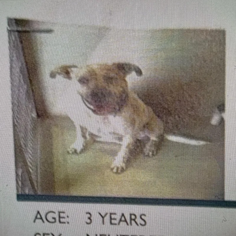 An adult large-sized male White / Cream Cattle Dog named Dog Dog for adoption in LOXAHATCHEE, FL