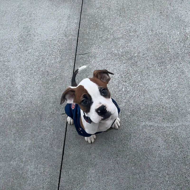A baby medium-sized male Bicolor Boxer dog named Jimmy for adoption in Akron, OH