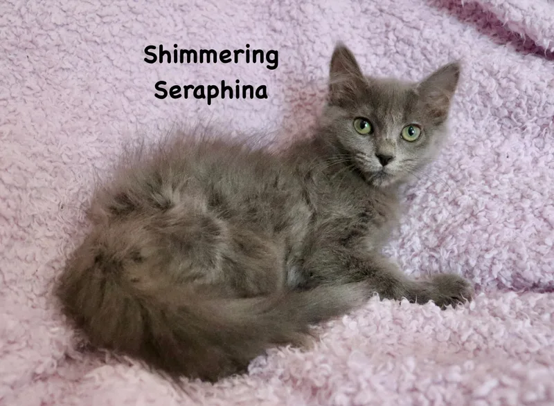 Shimmering Seraphina