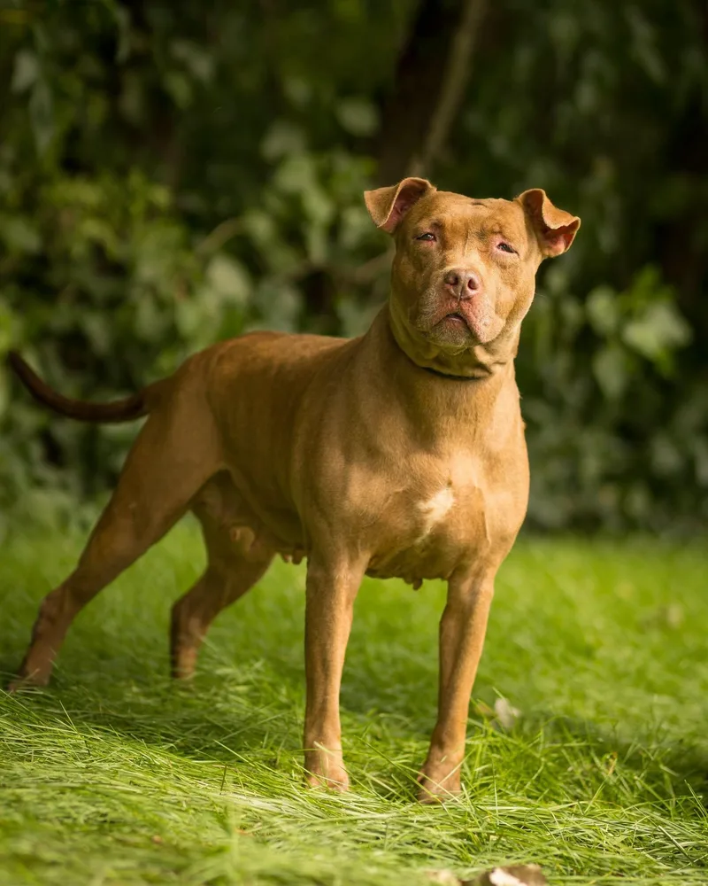 An adult large-sized female Apricot / Beige Pit Bull Terrier dog named Garnet for adoption in Bridgeport, CT