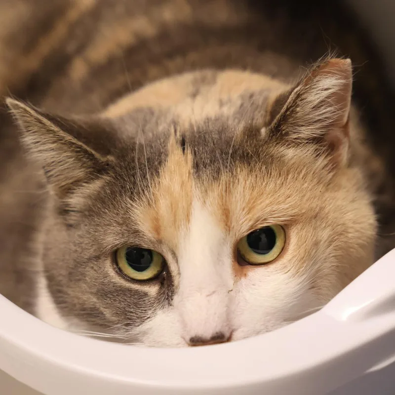 A baby large-sized female Gray / Blue / Silver Domestic Short Hair cat named Wren for adoption in Briarcliff Manor, NY