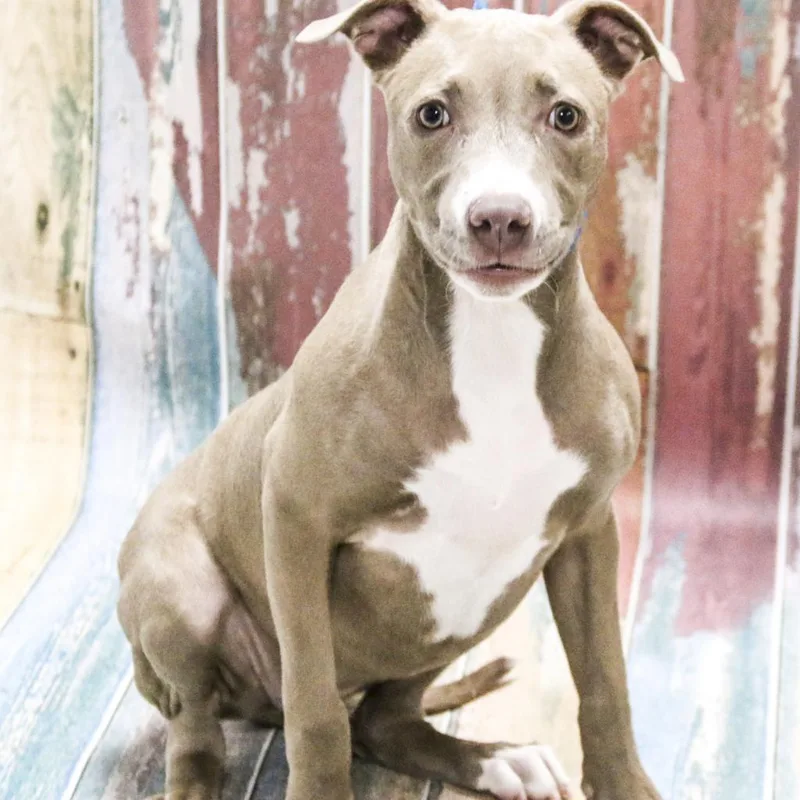 An adult medium-sized female Brown / Chocolate American Staffordshire Terrier dog named Nolla for adoption in Casa Grande, AZ