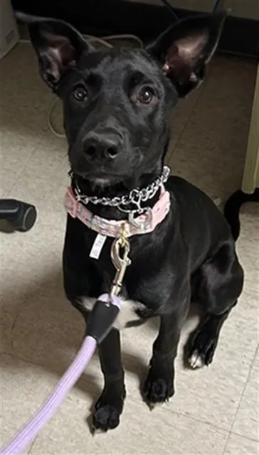 A baby large-sized female Labrador Retriever dog named Gracie A for adoption in Plano, TX