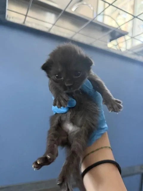 A baby small-sized male Domestic Short Hair cat named Joshua for adoption in San Bernardino, CA