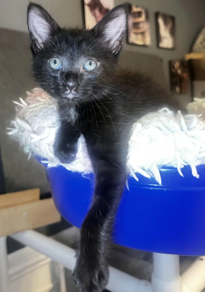 A baby medium-sized male Black Domestic Medium Hair cat named Spruce for adoption in Seal Beach, CA