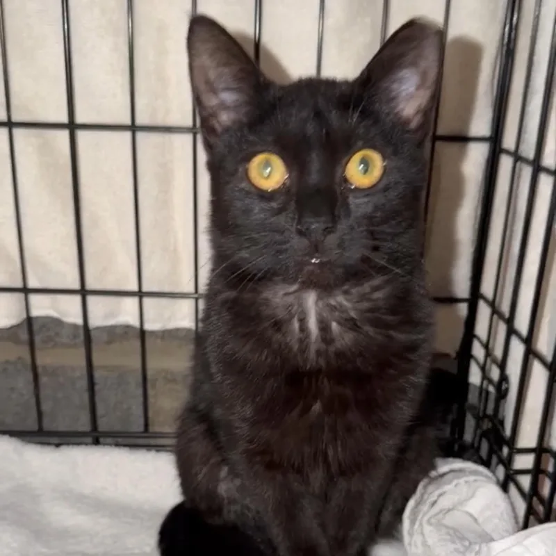 A young medium-sized female Domestic Short Hair cat named Penny for adoption in Clifton, NJ