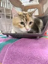 An adult medium-sized female Domestic Short Hair cat named Muffin for adoption in Denton, TX