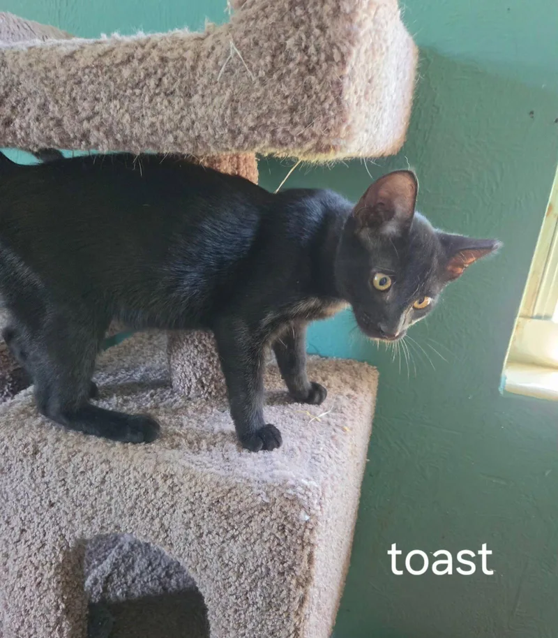 A baby medium-sized male Black Domestic Short Hair cat named Toast for adoption in Oviedo, FL
