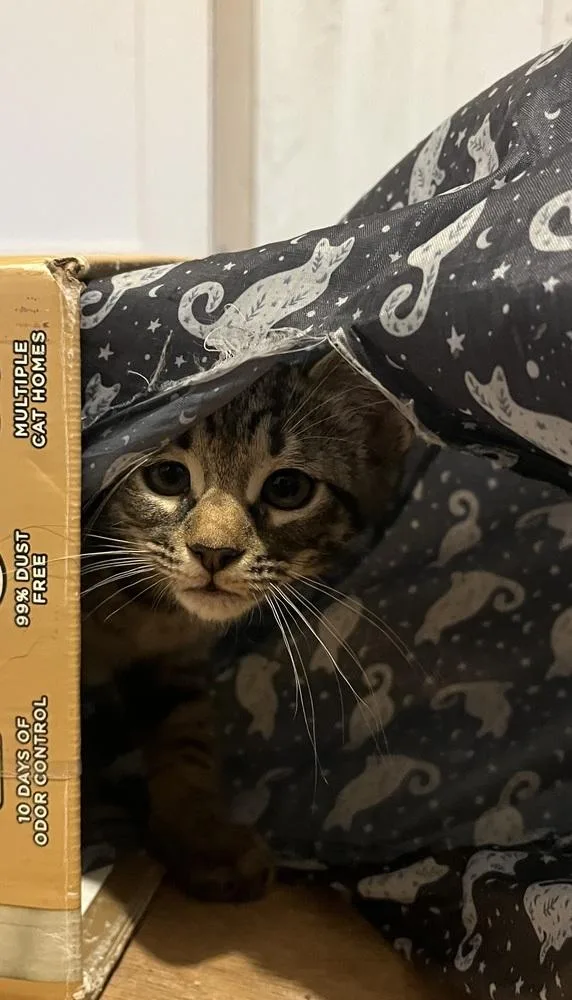 A baby small-sized female Brown / Chocolate Tabby cat named Beto for adoption in Dallas, TX