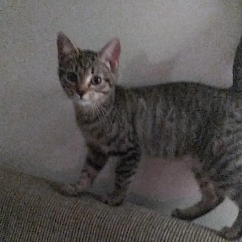 An adult small-sized female Brown / Chocolate Domestic Short Hair cat named Harlow for adoption in Pasadena , MD