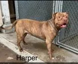 An adult large-sized male Brindle Pit Bull Terrier dog named Harper for adoption in Moline, IL