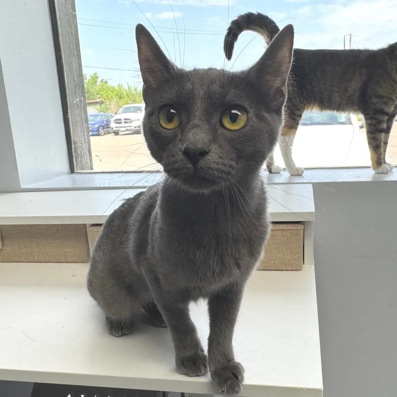 A young medium-sized female Gray / Blue / Silver Domestic Short Hair cat named Bluebell for adoption in Zimmerman, MN