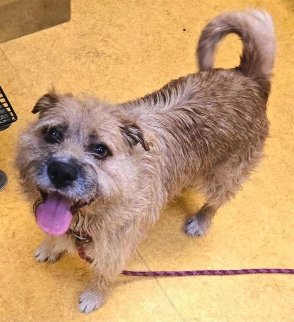 A young medium-sized male Border Terrier dog named Alexi for adoption in Sacramento, CA