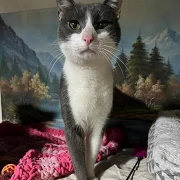 A young medium-sized male Gray & White Domestic Short Hair cat named Puddy for adoption in Bloomfield, NJ