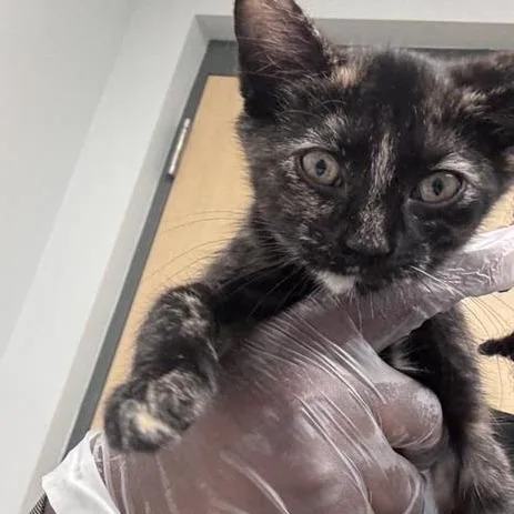 A baby small-sized female Tortoiseshell Domestic Medium Hair cat named Cherry for adoption in Jacksonville, FL