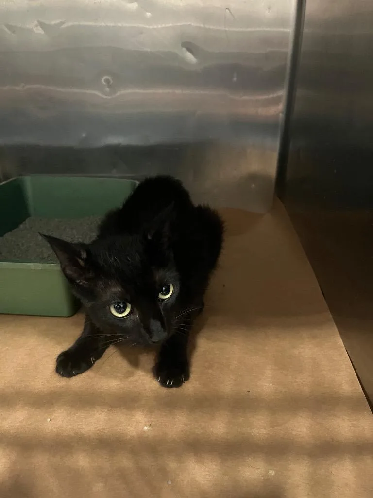 A young large-sized female Domestic Short Hair cat named Mistyflip for adoption in Cartersville , GA