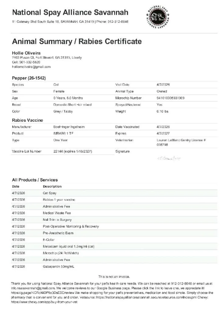 A baby medium-sized female Domestic Short Hair cat named Pepper for adoption in Darien, GA