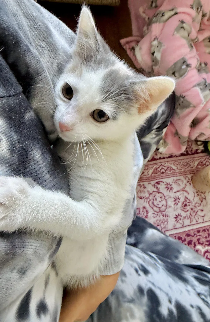 Kiwi thumbnail 2
