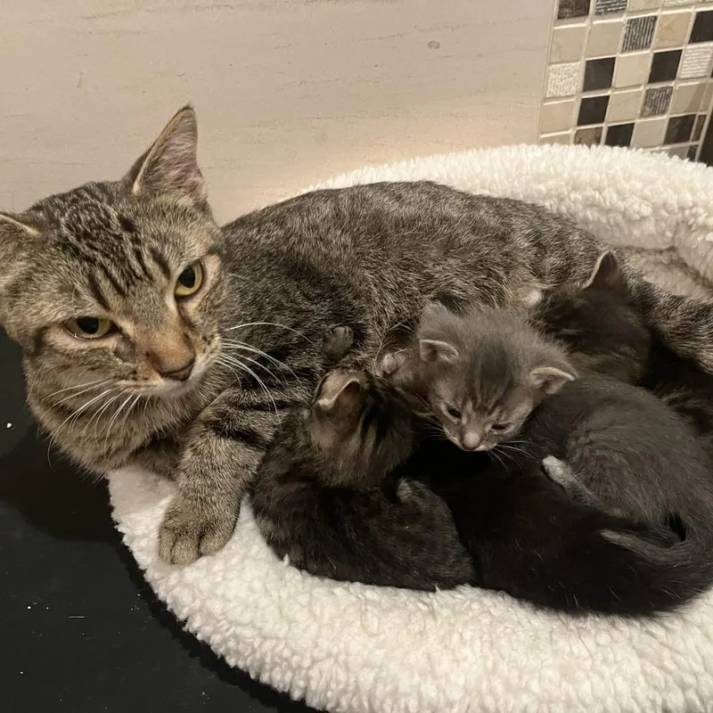 An adult medium-sized female Brown / Chocolate Domestic Short Hair cat named Birdie for adoption in Chicago, IL