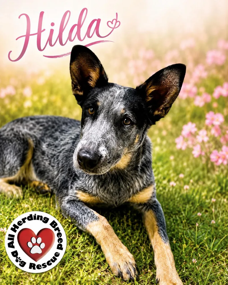 A young medium-sized female Gray / Blue / Silver Cattle Dog dog named Hilda for adoption in Joliet, IL