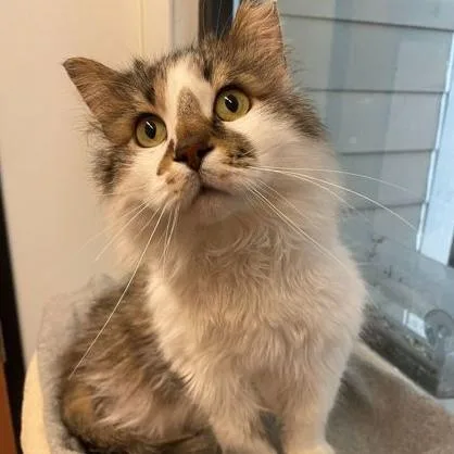 Flurrious George thumbnail 2