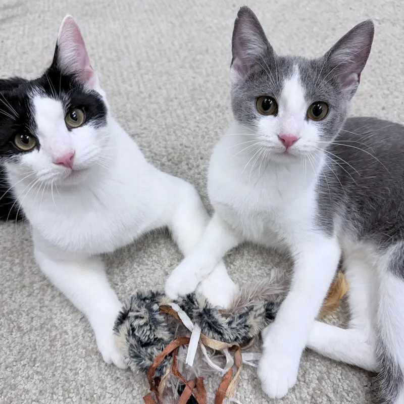 A young medium-sized male Black & White / Tuxedo American Shorthair cat named Carlos & Durka for adoption in Philadelphia, PA