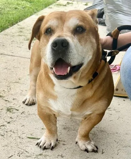 An adult large-sized male Apricot / Beige Mixed Breed dog named Long John for adoption in Georgetown, TX
