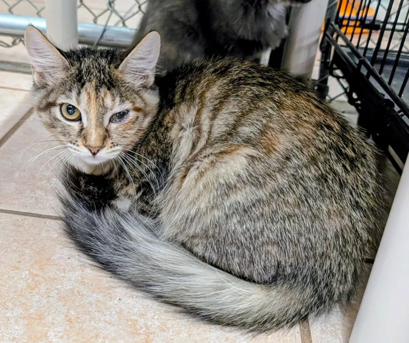 A baby medium-sized female Domestic Short Hair cat named Lilith for adoption in Peoria, AZ