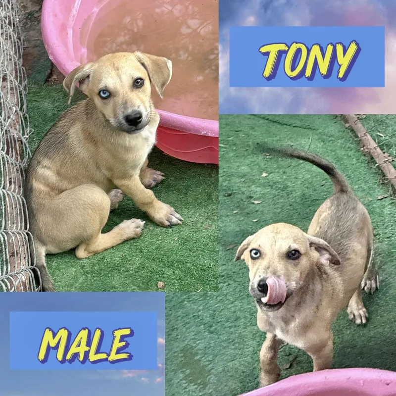 A baby medium-sized male Husky dog named Tony for adoption in Manchester, CT