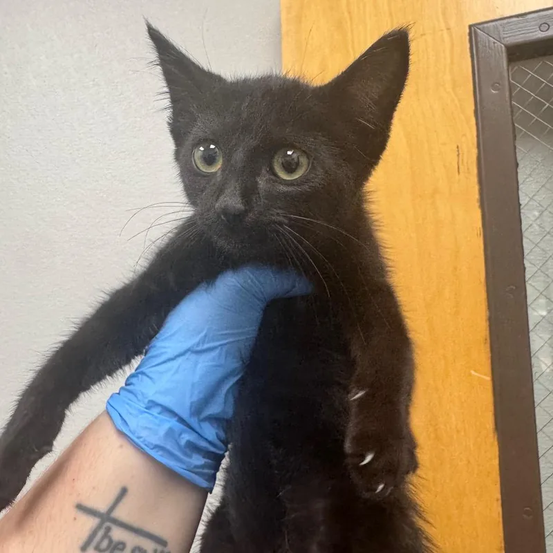 A baby small-sized male Black Domestic Short Hair cat named Frittata for adoption in Columbiana, AL