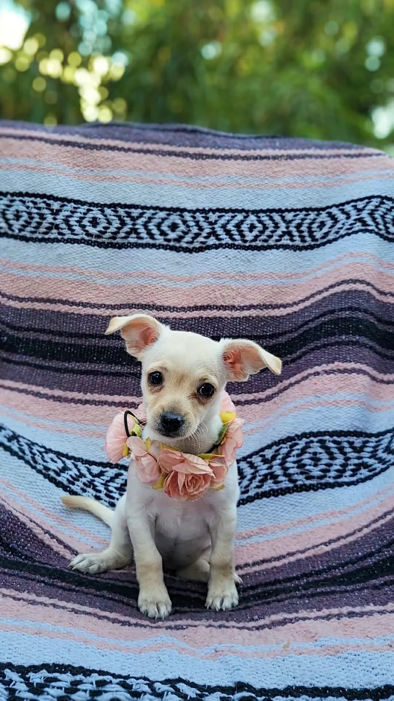 A baby small-sized female Chihuahua dog named Sage for adoption in Anza, CA
