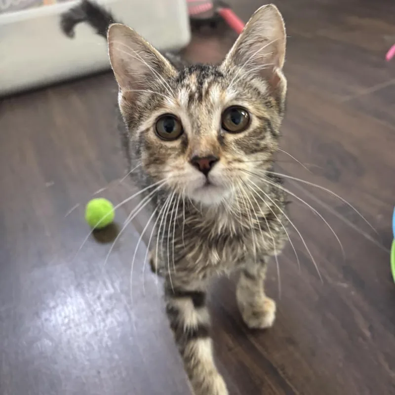 A baby medium-sized female Gray / Blue / Silver Domestic Short Hair cat named Percy for adoption in Columbia, MO