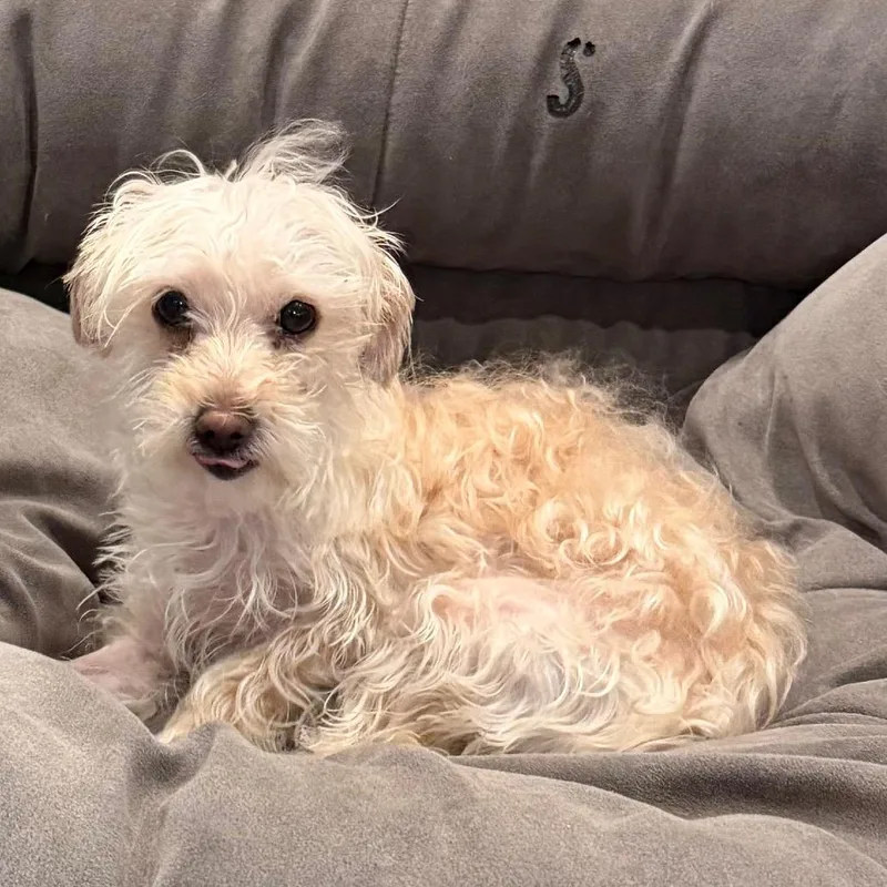 A young small-sized female White / Cream Maltese dog named Juniper for adoption in Las Vegas, NV