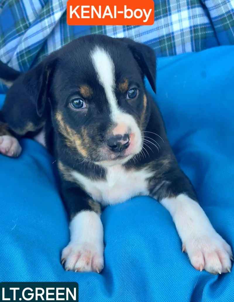 A baby medium-sized male White / Cream Mixed Breed dog named Kenai CS for adoption in Columbia, MD