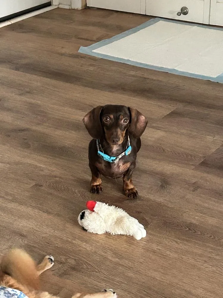 Lulu
