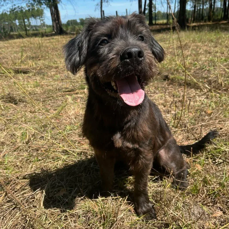 An adult medium-sized male Schnauzer dog named Rowdy for adoption in Smithfield, NC