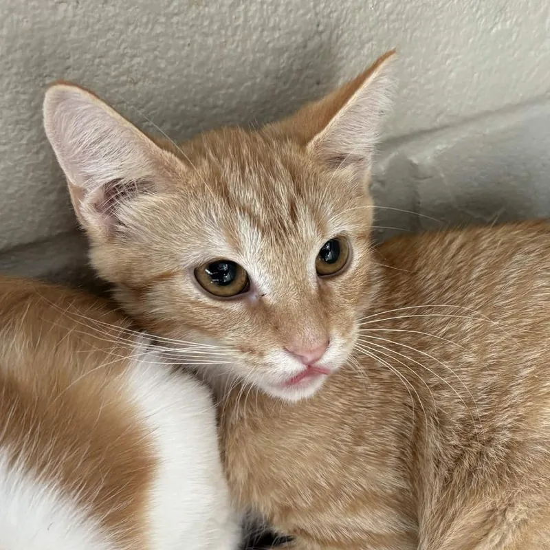 A baby small-sized male Orange / Red Domestic Short Hair cat named Buzz for adoption in Gloucester, VA