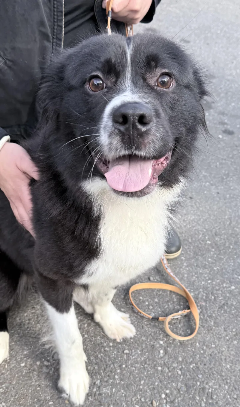A young medium-sized male Border Collie dog named Stevie for adoption in Quilcene, WA