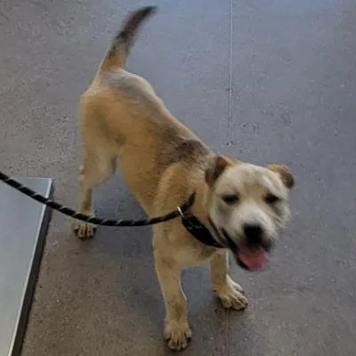A young medium-sized male Yellow / Tan / Blond / Fawn Mixed Breed dog named Troy for adoption in Las Cruces, NM