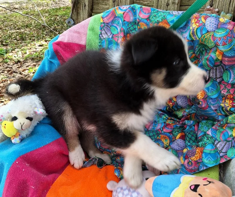 Marshoni Mvt thumbnail 3