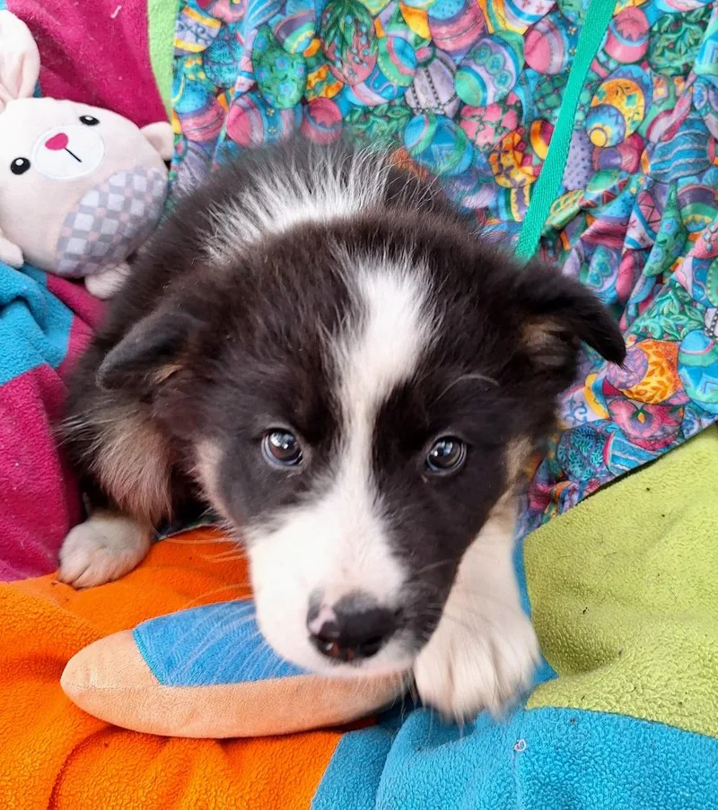 Marshoni Mvt thumbnail 4