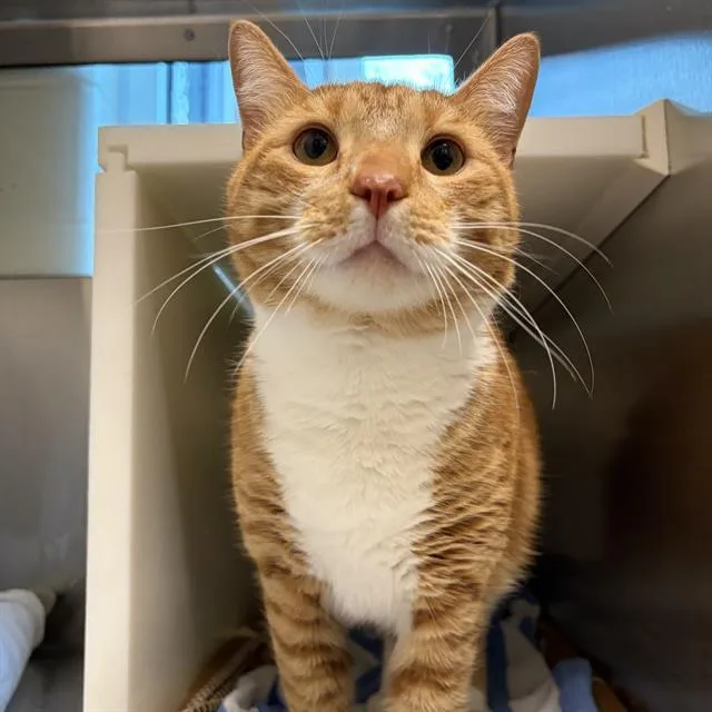 A young small-sized male Domestic Short Hair cat named Baron for adoption in Centerville, MA