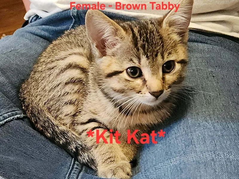 A baby medium-sized female Tabby (Brown / Chocolate) Tabby cat named Kit Kat for adoption in Inez, KY