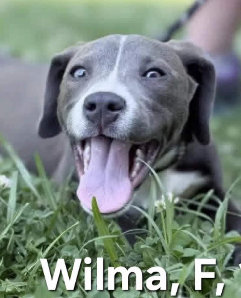 Wilma