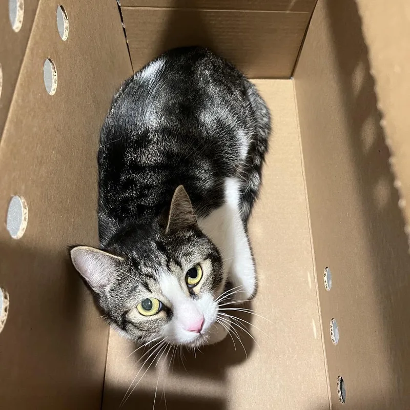 An adult medium-sized male Gray / Blue / Silver Domestic Short Hair cat named Bud for adoption in Tampa, FL